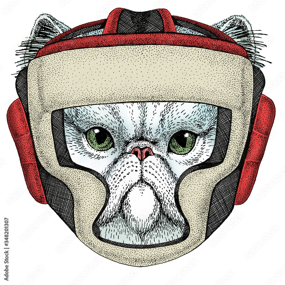 Persian longhair cat. Pet portait. Boxing helmet.