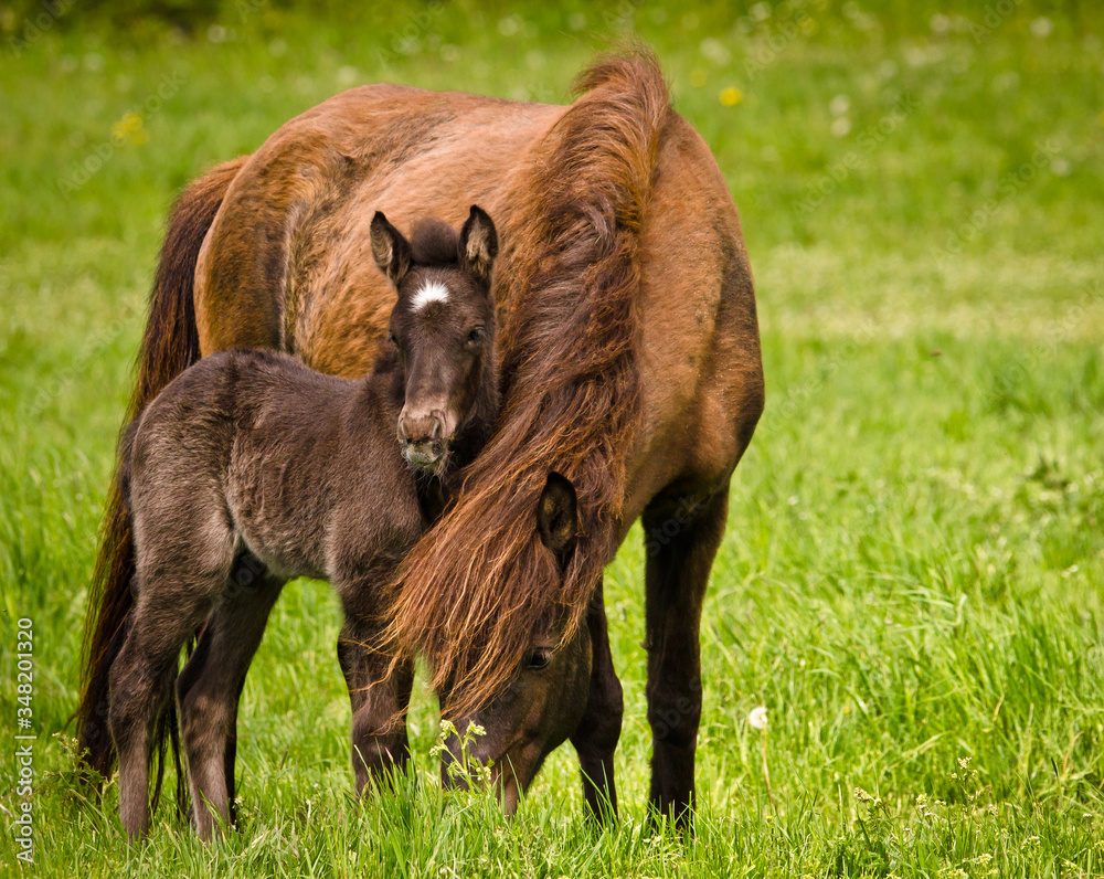 A beautiful cute little black foal of an icelandic horse near at it`s mother in the meadow