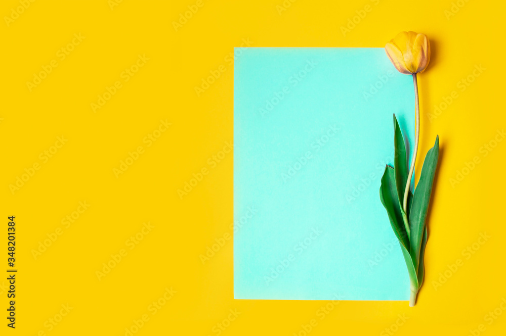 yellow tulip on yellow background wuth copy space yellow tulip on yellow background wuth copy space
