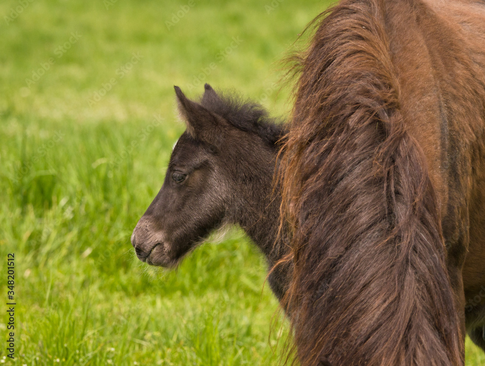 A beautiful cute little black foal of an icelandic horse near at it`s mother in the meadow A beautiful cute little black foal of an icelandic horse near at it`s mother in the meadow
