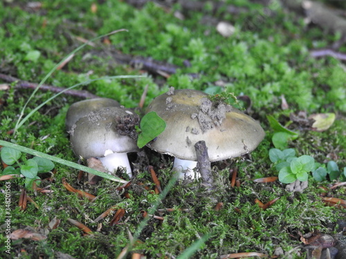 Two mushrooms close together