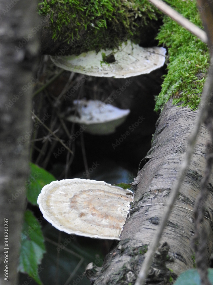 Hub mushrooms on the trunks of fallen trees