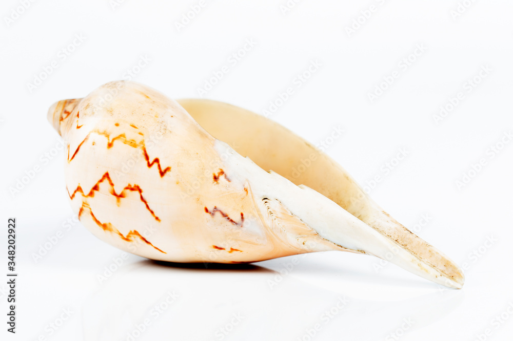 conch cockleshell