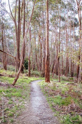 Buxton Mountain Bike Park in Australia photo