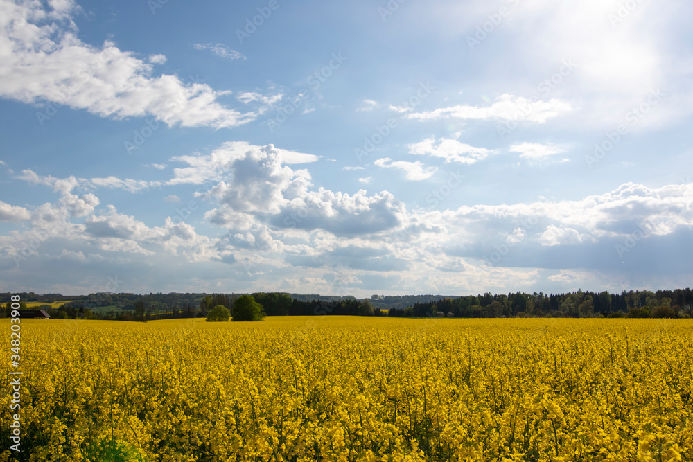 Field of yellow agriculture plants on a nice sunny day
