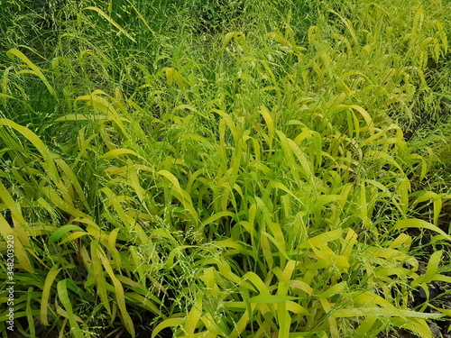 Milium effusum, Aureum the American milletgrass or wood millet, is a species of flowering plant in the grass family Poaceae. Hanover district, Germany. photo