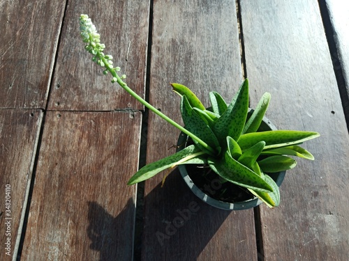 fresh herbs on a wooden table