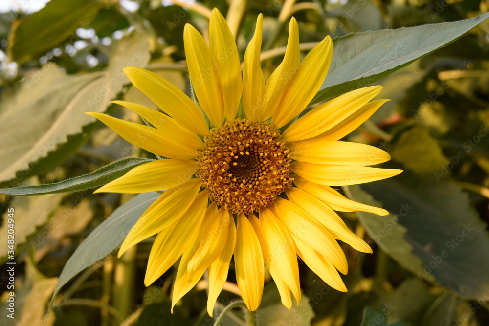 a very large bright yellow sunflower blooming in the garden, close up of sunflower, field of flower with a blue sky, summer sunflower field, beautiful sunflower with nature a very large bright yellow sunflower blooming in the garden, close up of sunflower, field of flower with a blue sky, summer sunflower field, beautiful sunflower with nature