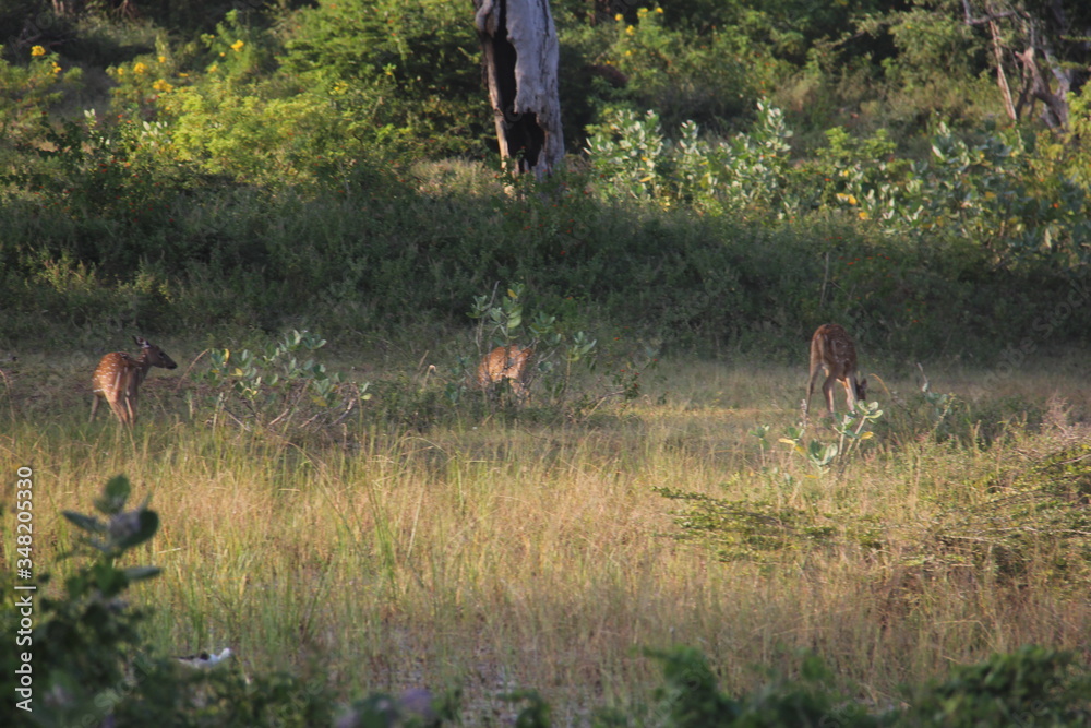 deer in the forest deer in the forest