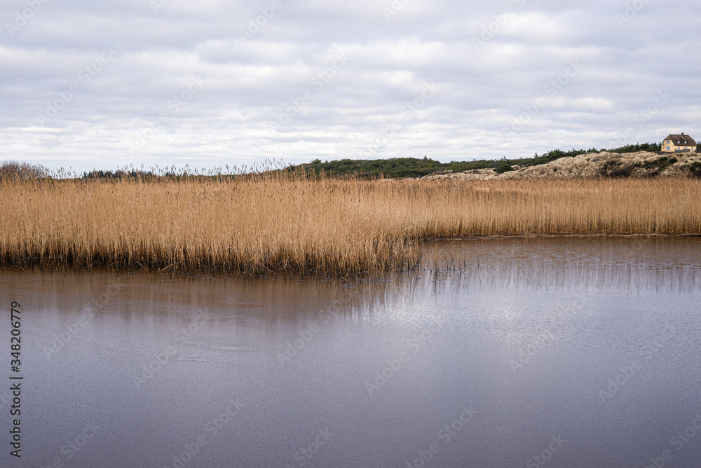 thick reed with lake