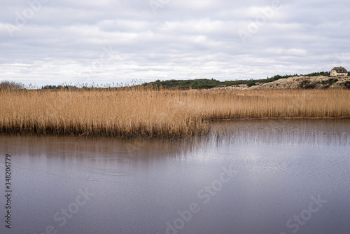 thick reed with lake