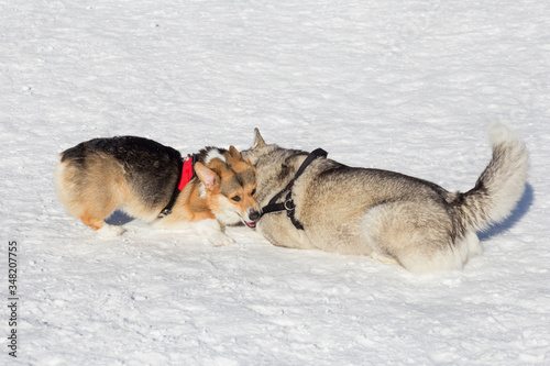 Cute pembroke welsh corgi puppy and siberian husky are playing in the winter park. Pet animals.