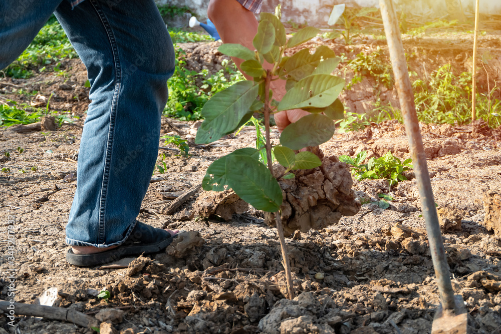 Gardeners are planting and shoveling looking after guava trees in the garden. Gardeners are planting and shoveling looking after guava trees in the garden.