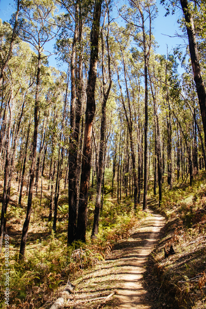Buxton Mountain Bike Park in Australia Buxton Mountain Bike Park in Australia
