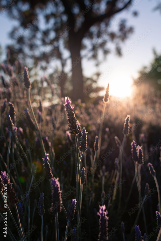 Obraz premium Lavanda