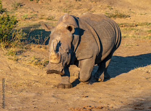 A white rhino ( Ceratotherium simum) in a safari park in South Africa bathed in evening light © Mark Hunter