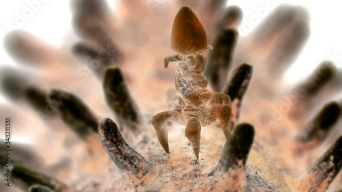 the bacteriophage sits on the bacteria, so they look under the microscope, in some cases they are used in the fight against bacteria instead of antibiotics. They are also used in scientific research.