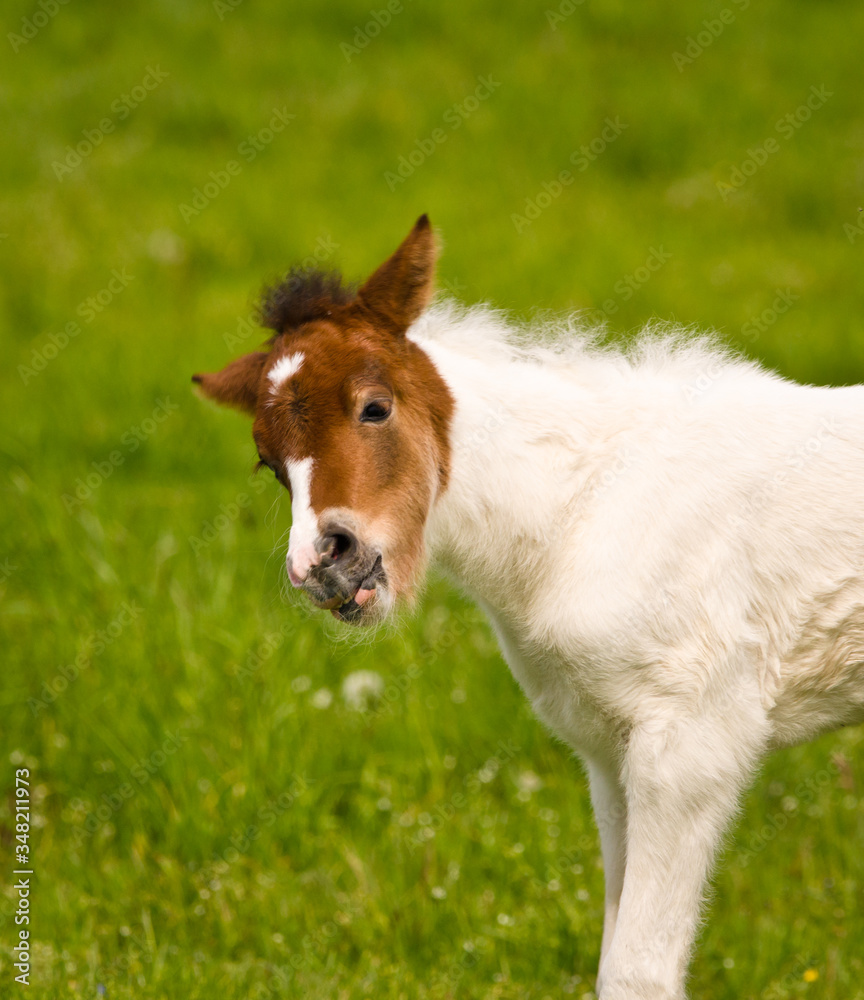 A tiny georgeous skewbald foal of an icelandic horse with interesting fur markers is playing, jumping, grazing and looking alone in the meadow A tiny georgeous skewbald foal of an icelandic horse with interesting fur markers is playing, jumping, grazing and looking alone in the meadow