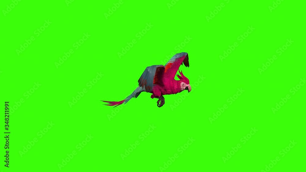 Parrot Parrot