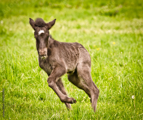 A sdark brown, newborn and lovely foal of an icelandic horse is playing, jumping, grazing and looking alone in the meadow photo