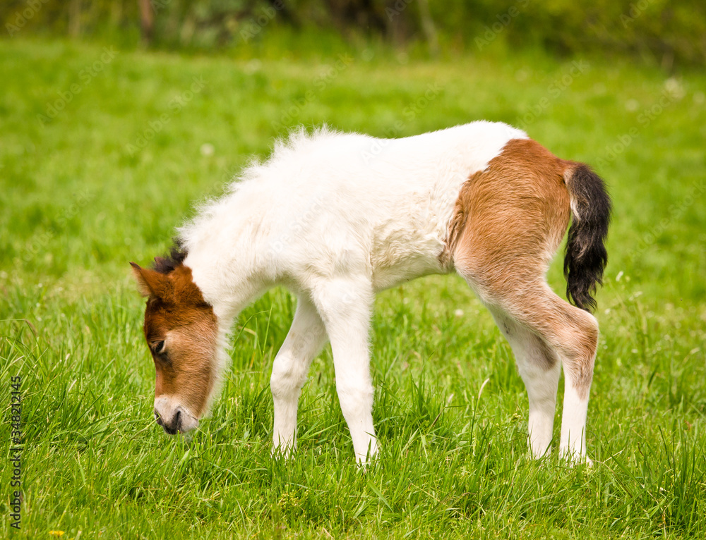 A tiny georgeous skewbald foal of an icelandic horse with interesting fur markers is playing, jumping, grazing and looking alone in the meadow