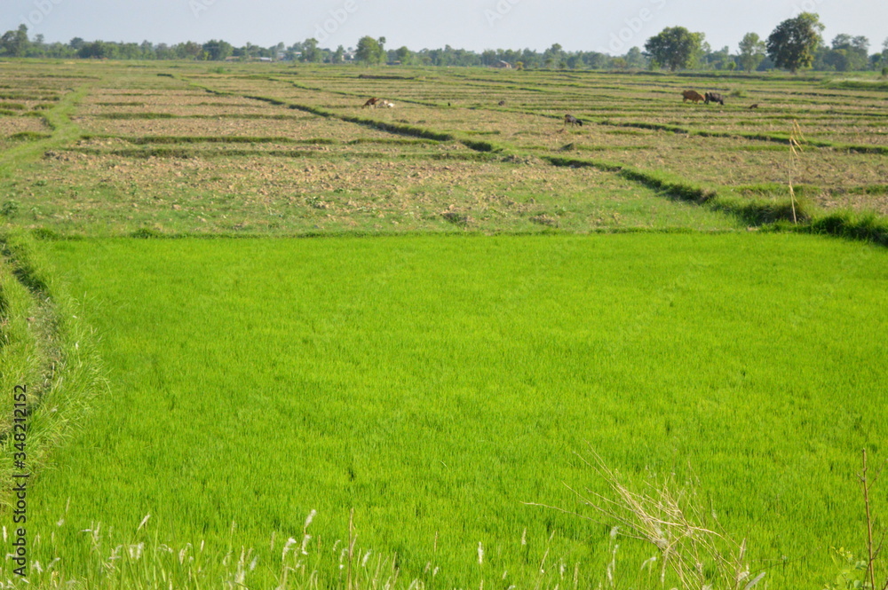 Fields with green crops