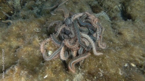 Time-lapse, A lot of fireworms in mating season. Bearded Fireworm (Hermodice carunculata) Underwater shot. Mediterranean Sea, Europe. photo