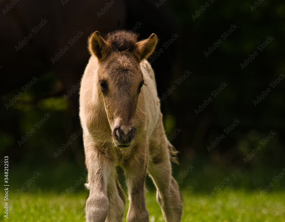 A small cute dun colored foal of an icelandic horse is playing, jumping, grazing and looking alone in the meadow