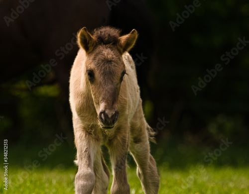 A small cute dun colored foal of an icelandic horse is playing, jumping, grazing and looking alone in the meadow