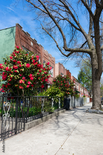 Beautiful Pink Flowers during Spring along a Row of Old Brick Homes in Astoria Queens New York