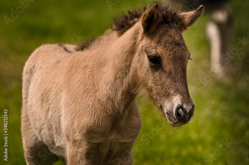 A small cute dun colored foal of an icelandic horse is playing  jumping  grazing and looking alone in the meadow