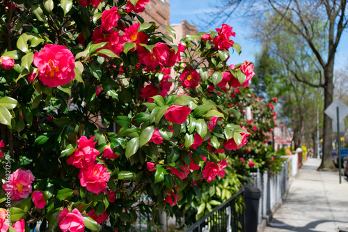 Beautiful Pink Flowers during Spring along a Neighborhood Sidewalk in Astoria Queens New York