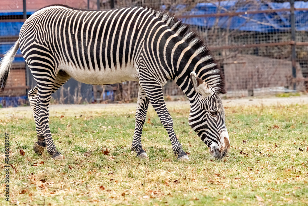 Grevy's Zebra is grazing on the grass in the zoo's enclosure Grevy's Zebra is grazing on the grass in the zoo's enclosure
