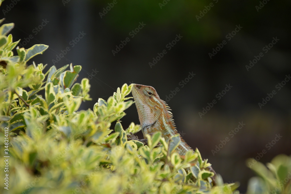 Garden lizard walking through the bushes Garden lizard walking through the bushes