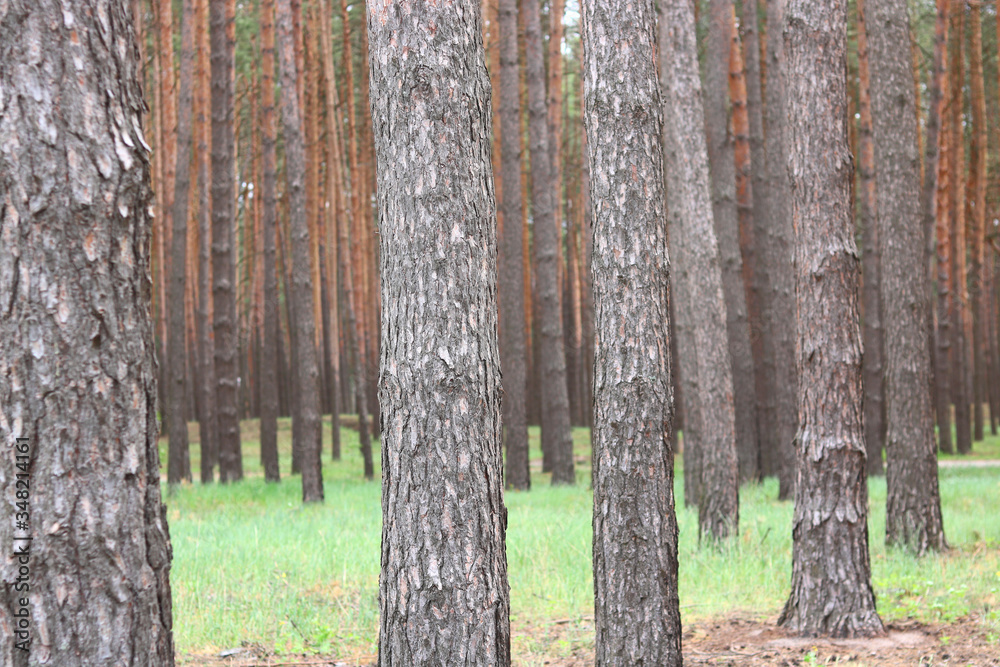 Beautiful brown pine trees with beautiful pine brown bark in pine forest among other pines Beautiful brown pine trees with beautiful pine brown bark in pine forest among other pines