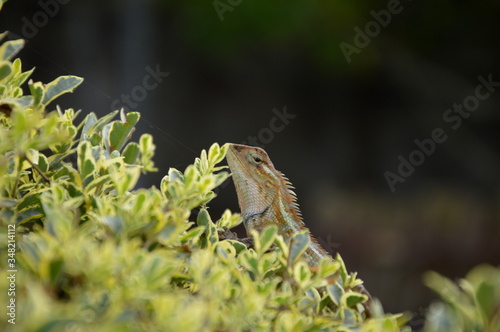 Garden lizard walking through the bushes © sovitraj