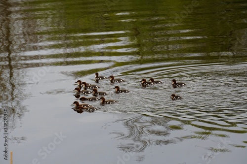 Female Goosander (Mergus merganser) with many chicks in water, spring © Art Johnson