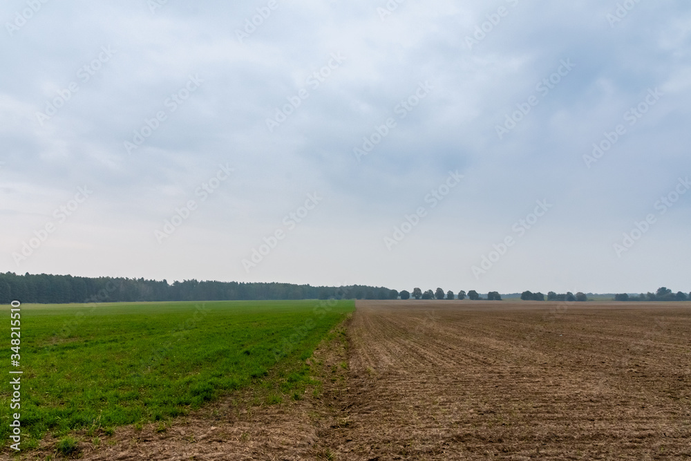 Cultivated field in early autumn. Half green, half plowed Cultivated field in early autumn. Half green, half plowed