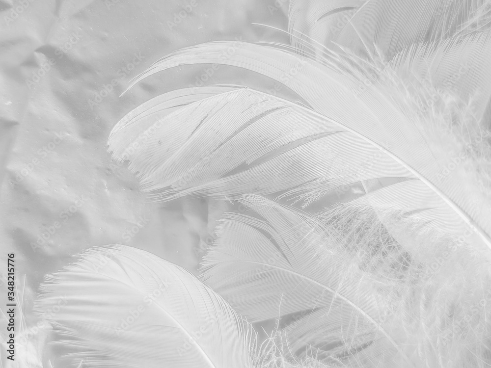 Beautiful abstract black feathers on white background and soft white