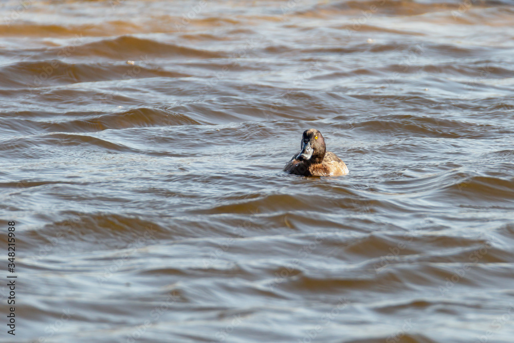 A duck swims to the camera. A duck swims to the camera.
