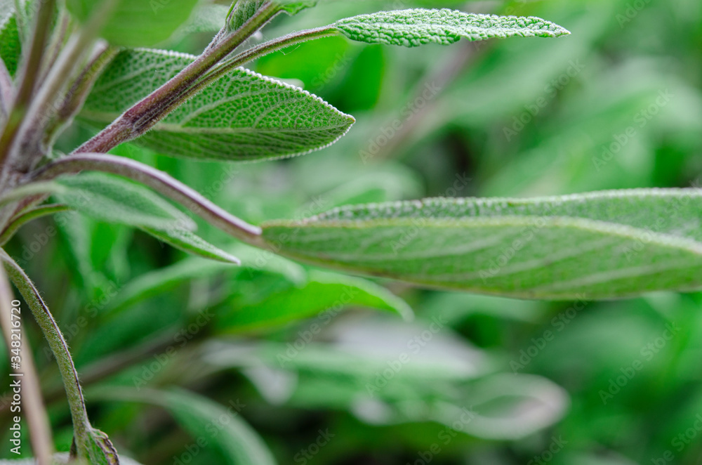 Medicinal plants and condiments: young sage leaves Medicinal plants and condiments: young sage leaves