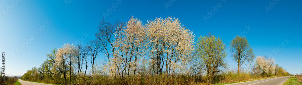 Panorama view of mountain meadow with flowering pear trees against a backdrop of spruce forest and picturesque sky Panorama view of mountain meadow with flowering pear trees against a backdrop of spruce forest and picturesque sky