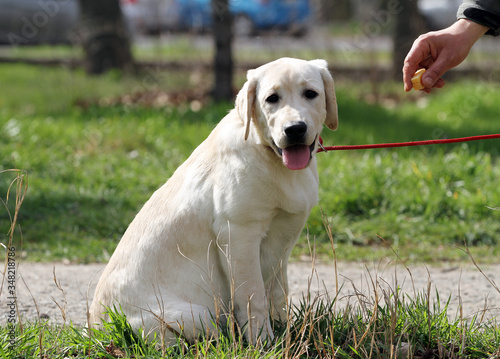 nice yellow labrador in the park