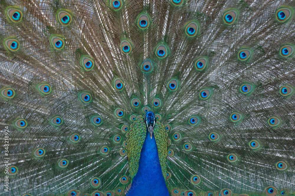 Fototapeta premium Paw