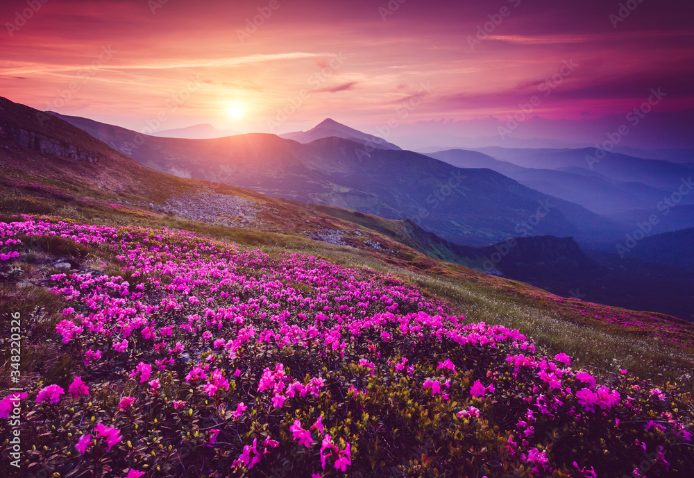 Charming pink flower rhododendrons at magical sunset. Location place Carpathian mountains, Ukraine, Europe.