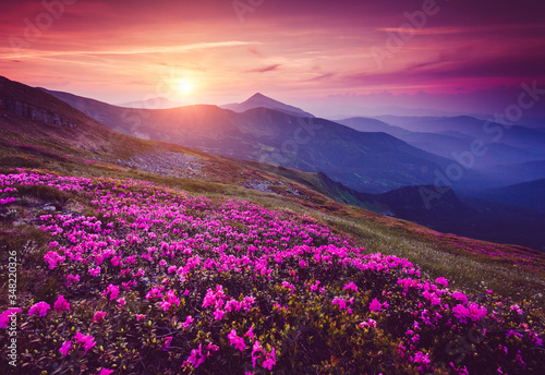Charming pink flower rhododendrons at magical sunset. Location place Carpathian mountains, Ukraine, Europe. © Leonid Tit