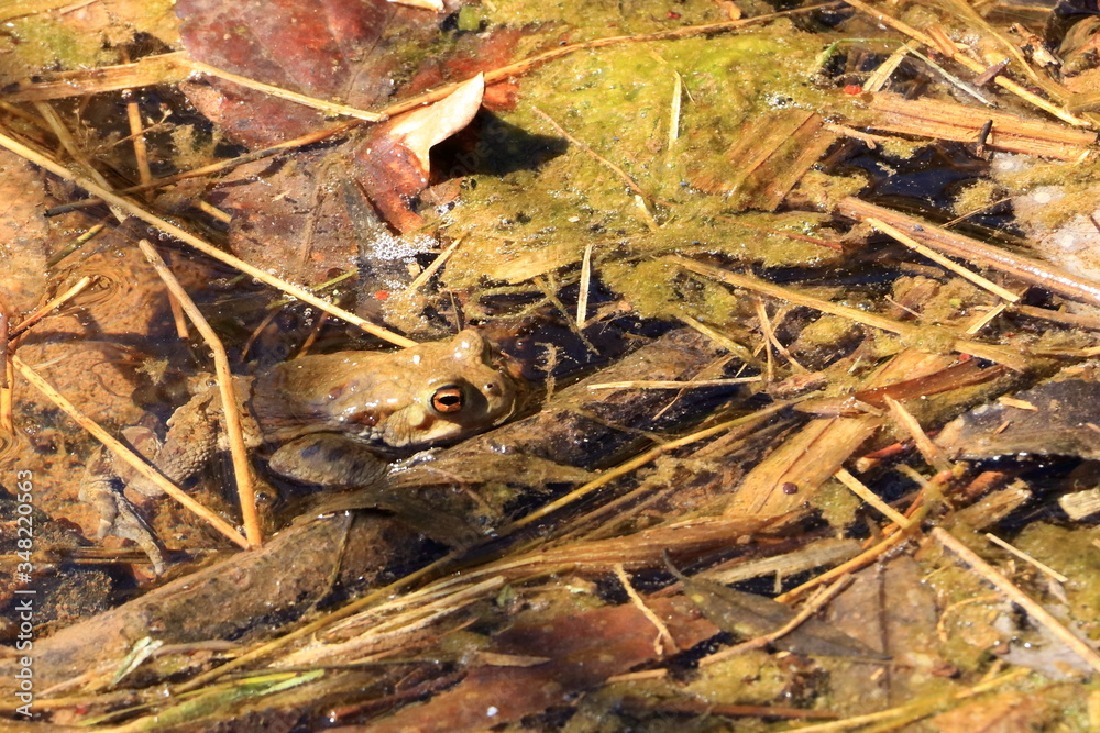 Common toad or European toad, Bufo bufo, in shallow water
