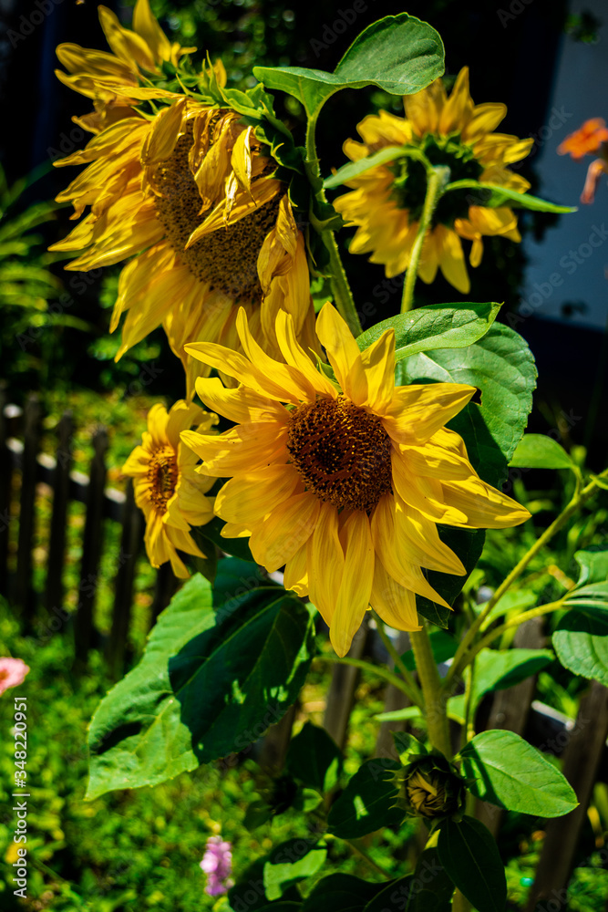 Obraz premium sunflower in the garden