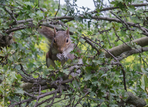 squirrel on tree