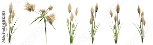 Set or collection of pampas grass isolated on white background. Concept or conceptual 3d illustration for nature, ecology and conservation, beauty and health, spring or summer